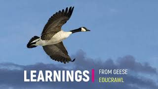 GEESE AND LIFE LEARNINGS  MANAGEMENT LESSONS FROM GEESE  LEADERSHIP TEAM BUILDING  HELPING GOOSE [upl. by Gautious]