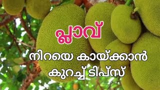 പ്ലാവ് നിറയെ കായ്ക്കാൻ ഇത്രയേ വേണ്ടൂ  Jackfruit Tree Malayalam [upl. by Ecinue]