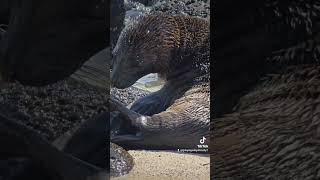 Galápagos Sealion very lovely travel islasgalapagos galapagosislands galapagos nature [upl. by Eelatsyrc115]