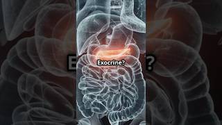 Human endocrine system pancreas theoryofphysics physicsfun anubhavsir gwalior [upl. by Sirapal]