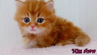 Fluffy Orange Kitten With Blue Eyes  Too Cute [upl. by Goulden]