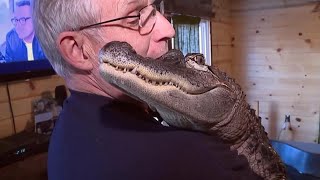 Phillies deny emotional support alligator from entering ballpark [upl. by Niletak]