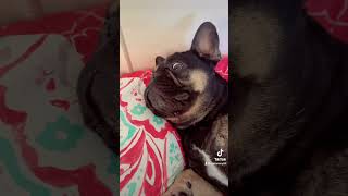 Snoozing 💤 cutedogs frenchiesofyoutube frenchie cutie funnyvideo sleepydog tiredpup 4u [upl. by Abisha486]