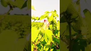 cotton farm India farming cottan calecsan farmer 🌿🌿 [upl. by Hallett]