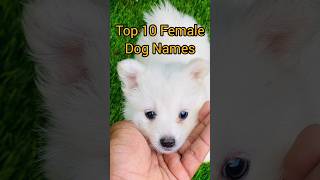 Top 10 Female dog names [upl. by Lareine]