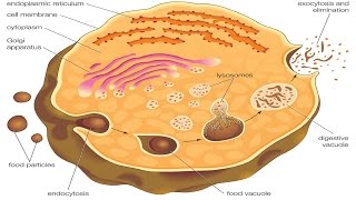 Endocytosis and exocytosis [upl. by Blasien]