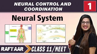 Neural Control and Coordination 01  Neural System  Class11NEET [upl. by Edualcnaej735]