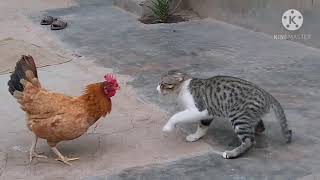 Rooster Vs Cat real fight [upl. by Nerradal]