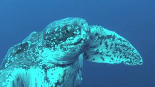 Leatherback Turtle Encounter Florida Scuba Divers [upl. by Millicent]