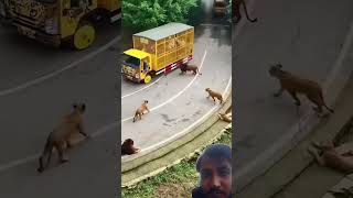 Baap baap hota hai animals dog tiger trending viralvideo shorts [upl. by Shulins]