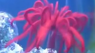 Swimming Crinoids Feather Starfish the living Fossil [upl. by Dinerman]