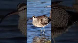 Whild whimbrel preening party—the bird is the word [upl. by Ogilvie]