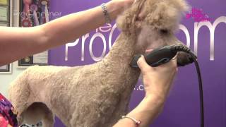 Grooming Guide  Standard Poodle Miami Trim  Pro Groomer [upl. by Adrienne452]