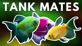 TOP 5 BEST GLOFISH TANK MATES FOR YOUR AQUARIUM [upl. by Morena]