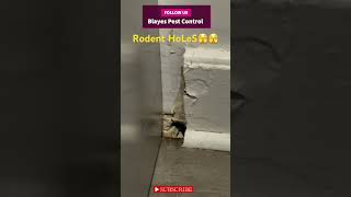 Rodent Holes rodents pest pestcontrol instagram pestmanagement mice rats [upl. by Magan]