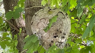 Massive bald face hornet nest removal Wasp nest Infested with hornets [upl. by Cohin537]