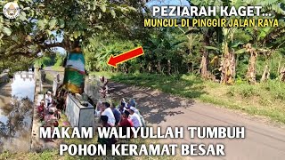 Bikin Heboh Ini Karomah Wali Sakti Makam Mengeluarkan Pohon Raksasa Tak Bisa Di Tebang [upl. by Tomasina110]