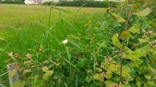 more dog roses every day 1st June 2024 [upl. by Negriv]