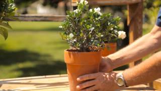 How to Keep a Potted Gardenia Indoors for the Winter  Garden Savvy [upl. by Cathleen]