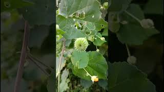 Abutilon indicumMalvaceae family natureforestflower trendingfruitfloweringplant natureforest [upl. by Gregorius]