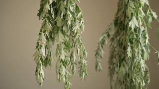 Mugwort  A Wild Edible Medicinal and Magical Herb [upl. by Standish500]