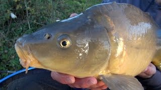 Carp Fishing With Meat  quotThe Meat Feederquot [upl. by Arat]