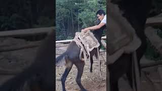 The process of installing the wood saddle for the horse [upl. by Leipzig]