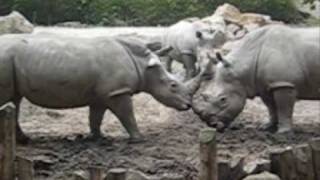 streitende nashörner zoo osnabrück [upl. by Wehtta]