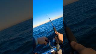 Palamite con Jugulo Wide molix spinning pesca pescainmare fishing jigging mare boat sea [upl. by Bond]