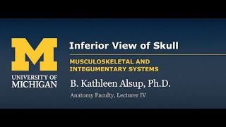 Skeletal System Skull  Inferior View [upl. by Marya]