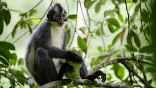 Thomass Leaf Monkey Eating Jackfruit [upl. by Silera]