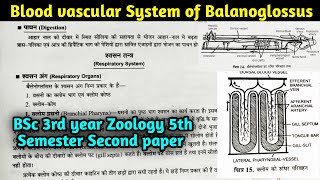 Blood Vascular System of Balanoglossus  BSc 3rd year Zoology 5th semester second paper [upl. by Eelesor]