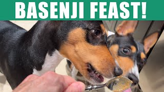 Dinner Time with Zinga and Zulu A Basenji Feast 🍽️🐾 [upl. by Treharne]