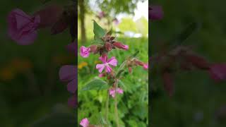 Rote Lichtnelke Silene dioica  Gartenexpedition shorts naturgarten gartenliebe [upl. by Davide489]