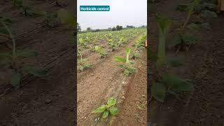 herbicide control खरपतवार नियंत्रण करें [upl. by Zile]