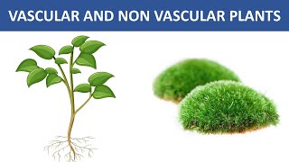 VASCULAR AND NONVASCULAR PLANT  TYPES OF PLANT IN THE PLANT KINGDOM  SCIENCE VIDEOS FOR KIDS [upl. by Omari]