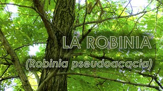 Robinia Robinia pseudoacacia [upl. by Dash822]