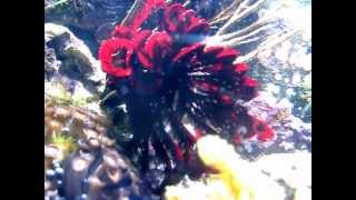 Red feather star Class Crinoidea [upl. by Dietsche718]