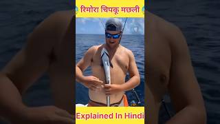 चुंबक की तरह चिपकने वाली मछली  Remora Fish  Explained In Hindi shorts facts [upl. by Assirram]