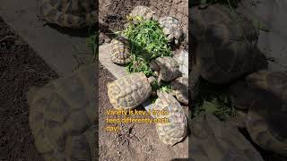 Hermanns tortoise tortoise reptile pet exotic [upl. by Hadias]