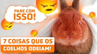 7 COISAS QUE OS COELHOS ODEIAM que fazemos sem pensar [upl. by Roinuj]