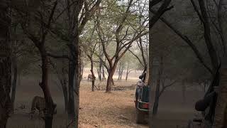 Ranthambore magic Incredible moments with tigers and a rich variety of birdlife [upl. by Adnal]