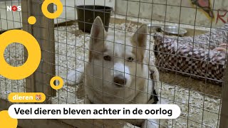 Hoe gaat het met de dieren in Oekraïne [upl. by Wil]