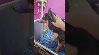 BLACKY  The German Shepherd Grooming Time  Zero Trimming [upl. by Barta]