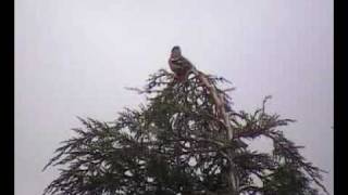 Male Chaffinch Rain Call [upl. by Keithley940]