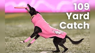 Sailor the Touchdown Dog Sets Record for the Longest Catch at a Live Sporting Event [upl. by Judy33]