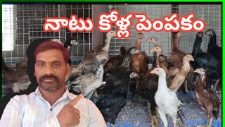 Natu Kolla Pempakam  స్వయం ఉపాధిగా నాటు కోళ్ల పెంపకం [upl. by Ettennor]