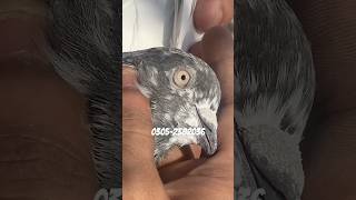 Nasal kon btayga 😍🤍 birds pigeon shorts [upl. by Ynittirb877]