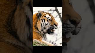 Tiger Largest of Wild Cats 1 [upl. by Janaya]