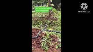 How to protect tomato crop from pest attack using bio control method marigold tomato crop [upl. by Danika51]